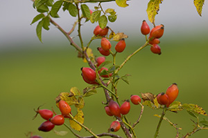 Heilende Tees selbst herstellen