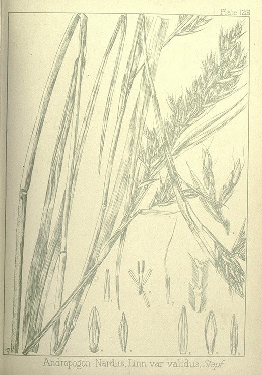 Heilpflanze Citronellgras